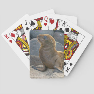 Galapagos sjölejon casinokort