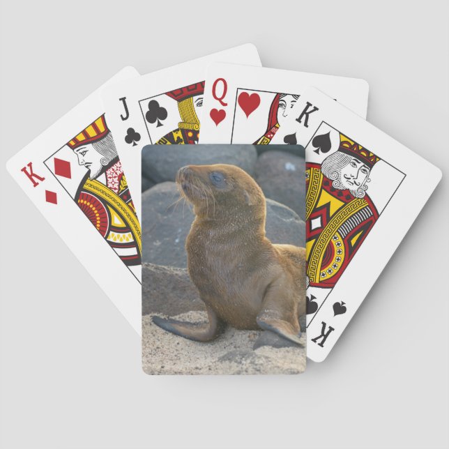 Galapagos sjölejon casinokort (Baksidan)