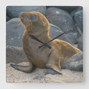 Galapagos Sjölejon Fyrkantig Klocka