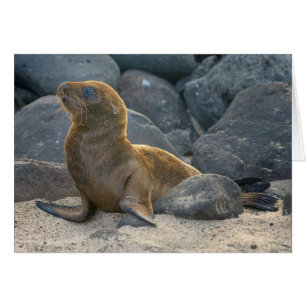 Galapagos Sjölejon Hälsningskort