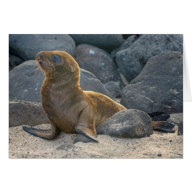 Galapagos Sjölejon Hälsningskort (Framsidan Horizontal)