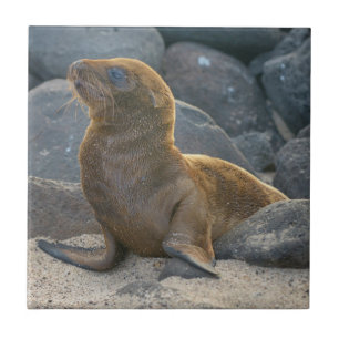 Galapagos Sjölejon Kakelplatta