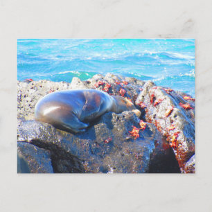 Galapagos sjölejon krabbor vykort