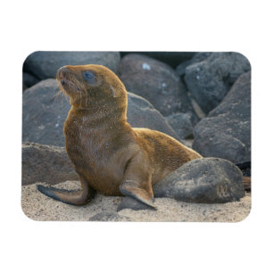 Galapagos Sjölejon Magnet