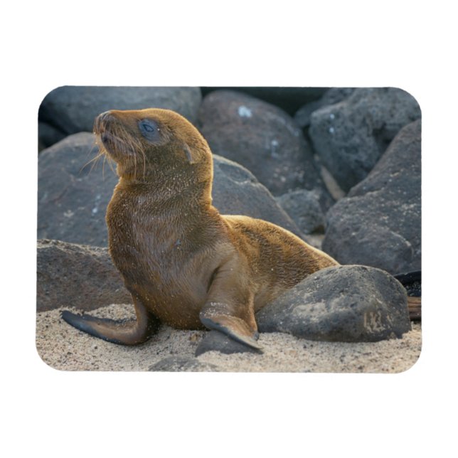Galapagos Sjölejon Magnet (Horisontell)