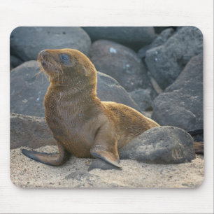 Galapagos Sjölejon Musmatta