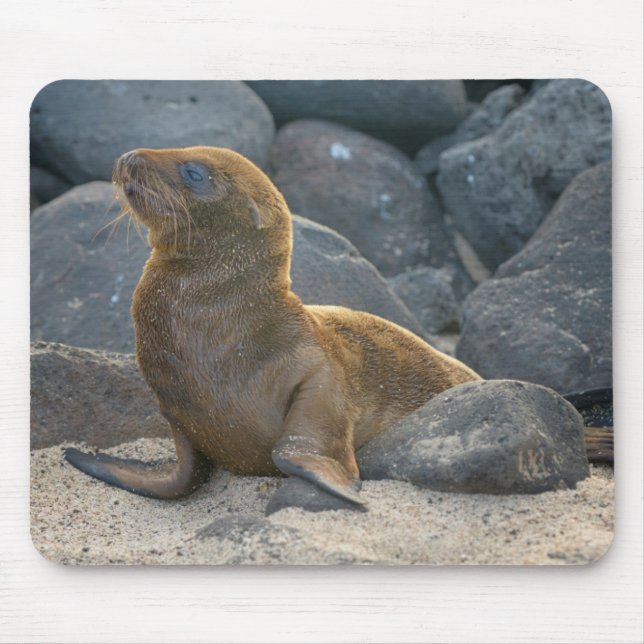 Galapagos Sjölejon Musmatta (Framsidan)