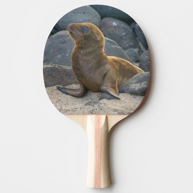 Galapagos Sjölejon Pingisracket (Framsidan)