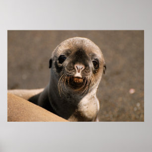 Galapagos sjölejon poster