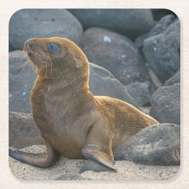 Galapagos Sjölejon Underlägg Papper Kvadrat (Framsidan)