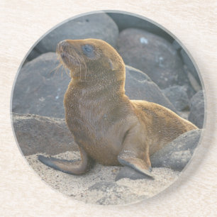 Galapagos Sjölejon Underlägg Sandsten