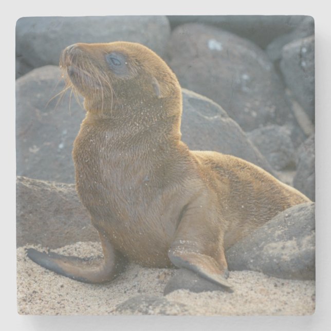 Galapagos Sjölejon Underlägg Sten (Framsidan)