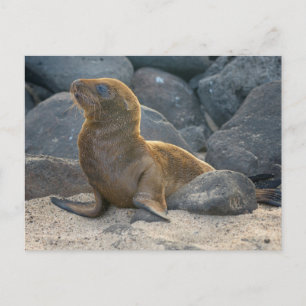 Galapagos Sjölejon Vykort