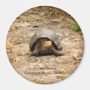 Galapagos sköldpadda magnet