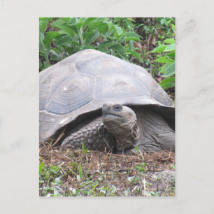 galapagos sköldpadda vykort