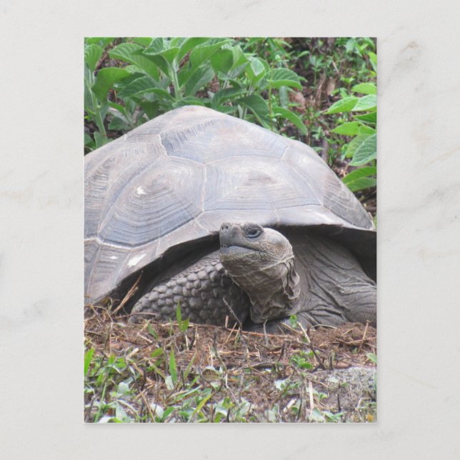 galapagos sköldpadda vykort (Framsida)