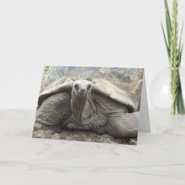 Galapagos sköldpaddakort kort (Framsida)
