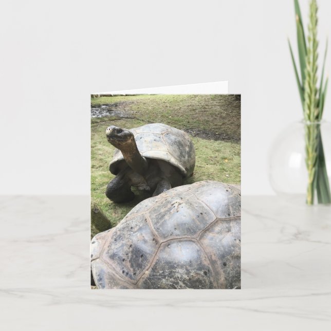 galapagos sköldpaddanotecard #2 (tom insida) kort (Framsida)