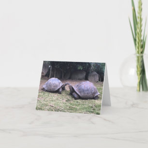 galapagos sköldpaddanotecard kort