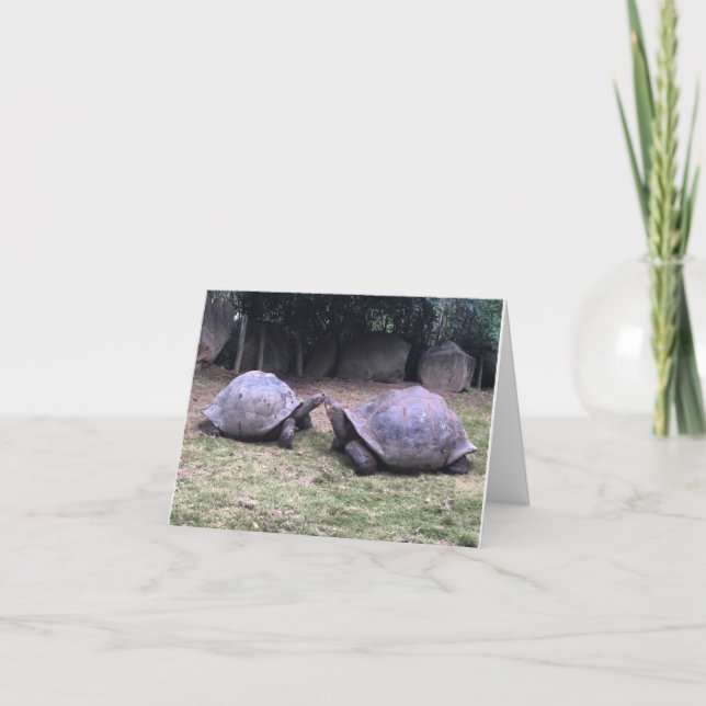 galapagos sköldpaddanotecard kort (Framsida)