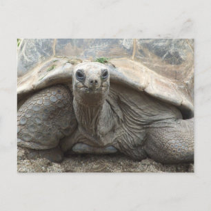 Galapagos sköldpaddavykort vykort