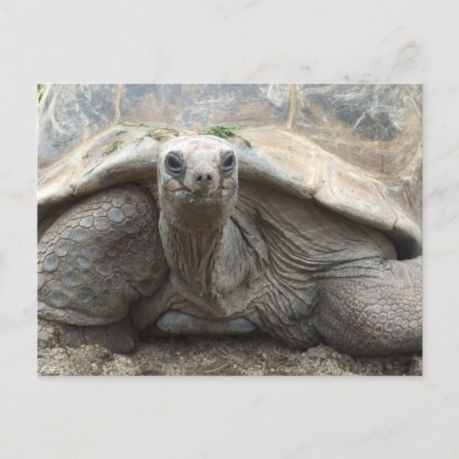 Galapagos sköldpaddavykort vykort (Framsida)