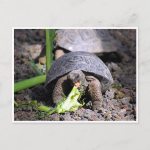 galapagos tortoise baby vykort