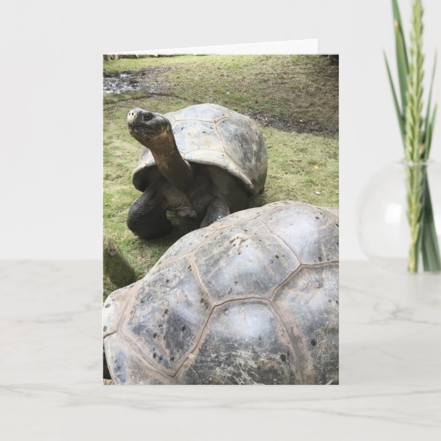 galapagos tortoise-hälsningskort nr 2 (roligt inut kort (Framsida)