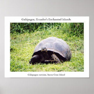 Galápagos tortoise, hur stor han än vill vara poster