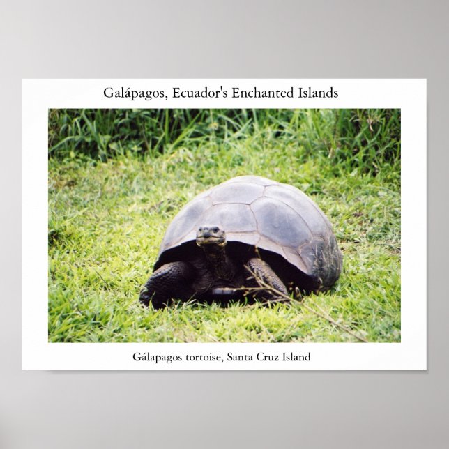 Galápagos tortoise, hur stor han än vill vara poster (Framsidan)
