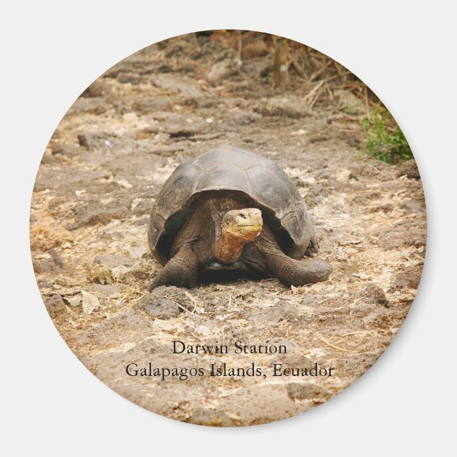 Galapagos Tortoise Magnet (Framsidan)