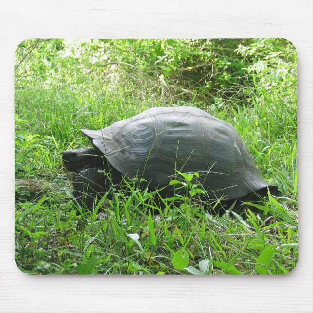 Galápagos Tortoise Musmatta (Framsidan)