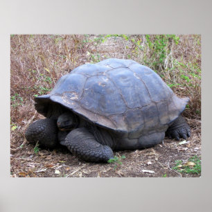 Galapagos Tortoise Poster