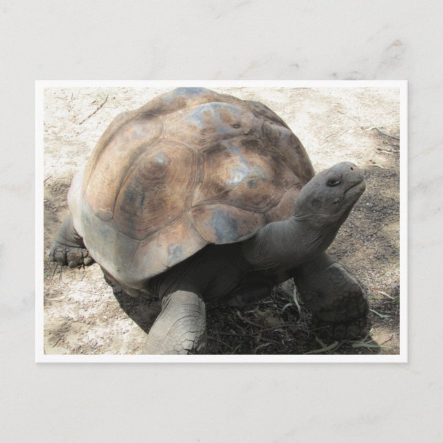 galápagos tortoise vykort (Framsida)