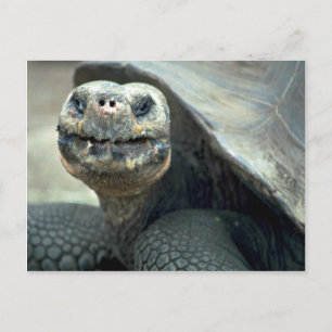 Galapagos Tortoise Vykort