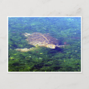 galapagos vykort