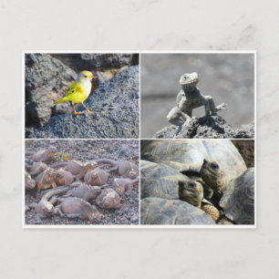 galapagosgrått vykort