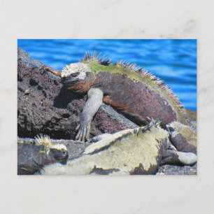 galapagosmarinödla vykort