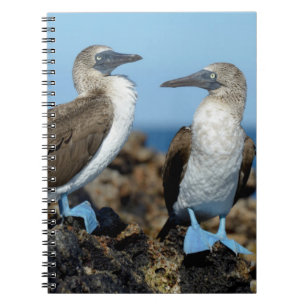 Galapagosöarna, Isabelaön Anteckningsbok Med Spiral