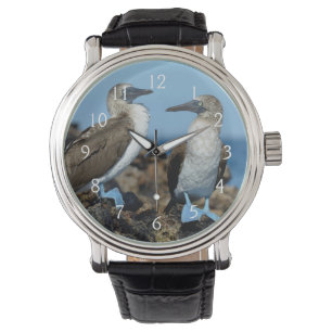 Galapagosöarna, Isabelaön Armbandsur