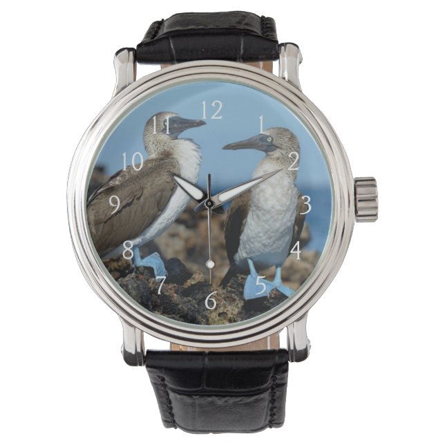Galapagosöarna, Isabelaön Armbandsur (Framsida)