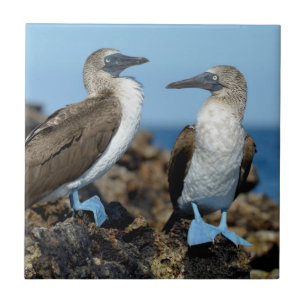 Galapagosöarna, Isabelaön Kakelplatta
