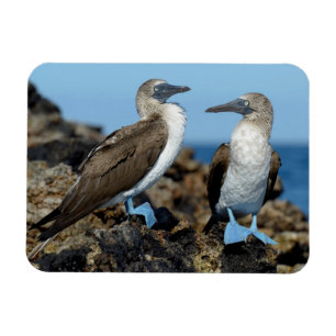 Galapagosöarna, Isabelaön Magnet