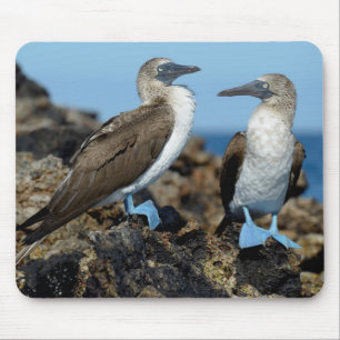 Galapagosöarna, Isabelaön Musmatta
