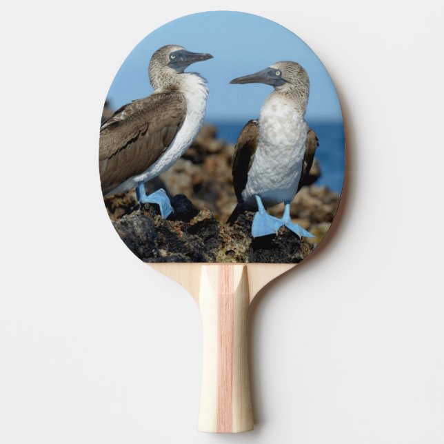 Galapagosöarna, Isabelaön Pingisracket (Framsidan)