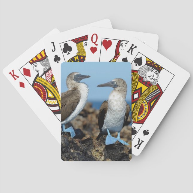 Galapagosöarna, Isabelaön Spel Kort (Baksidan)