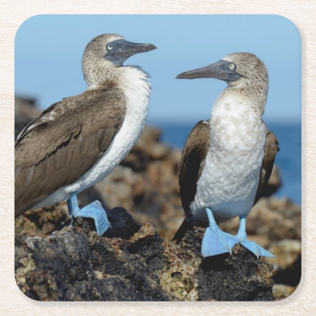 Galapagosöarna, Isabelaön Underlägg Papper Kvadrat (Framsidan)