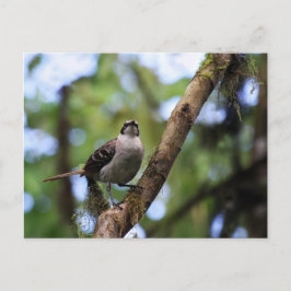 Galapagosöarna Mockingbird, Ecuador Vykort