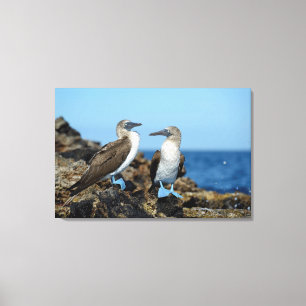 Galapagosöarna, ön Isabela Canvastryck