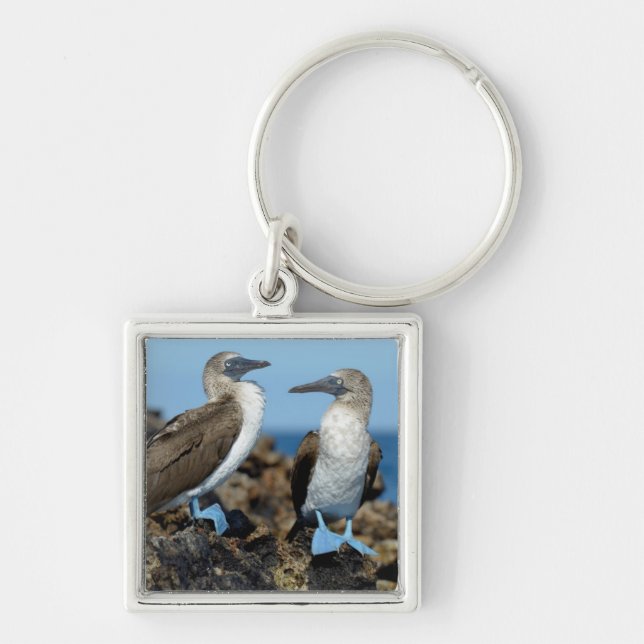 Galapagosöarna, ön Isabela Fyrkantig Silverfärgad Nyckelring (Framsidan)
